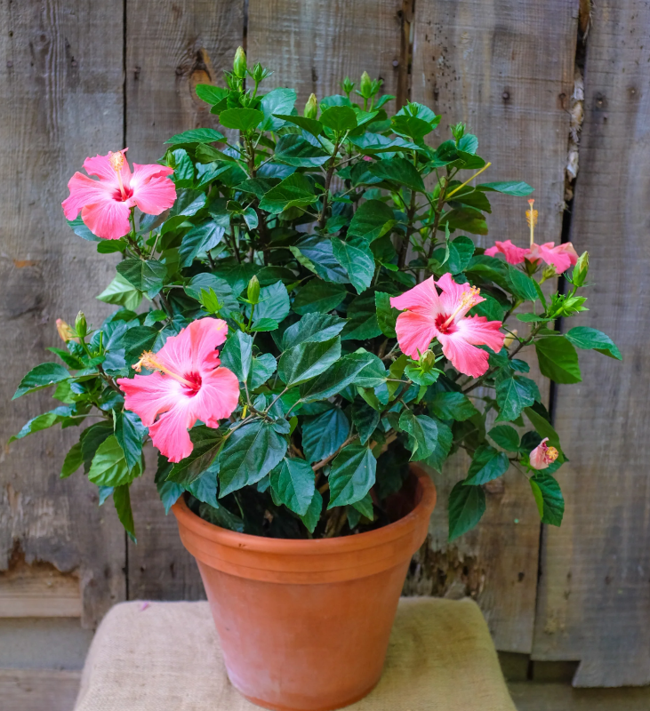 Hibiscus