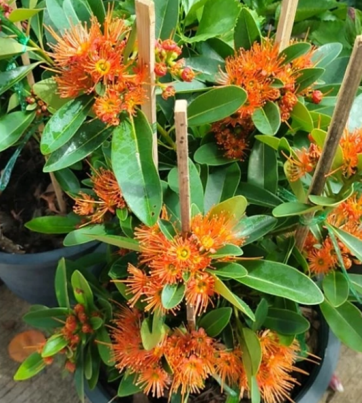 Orange Golden Penda