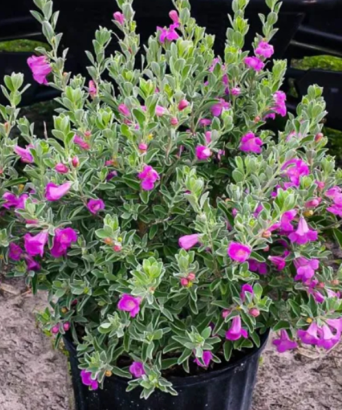 Texas Sage