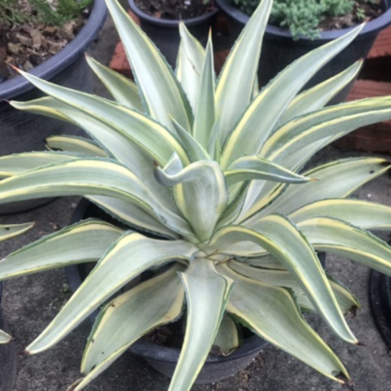 Agave (Parrot Beak)