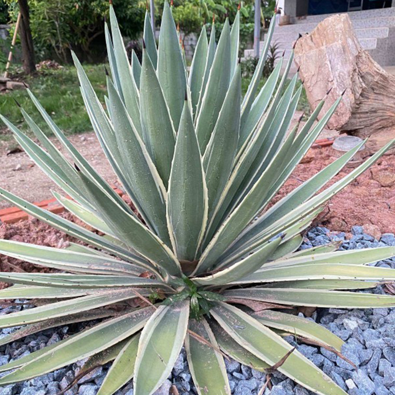 Agave, Starburst