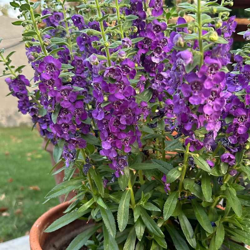 Angelonia