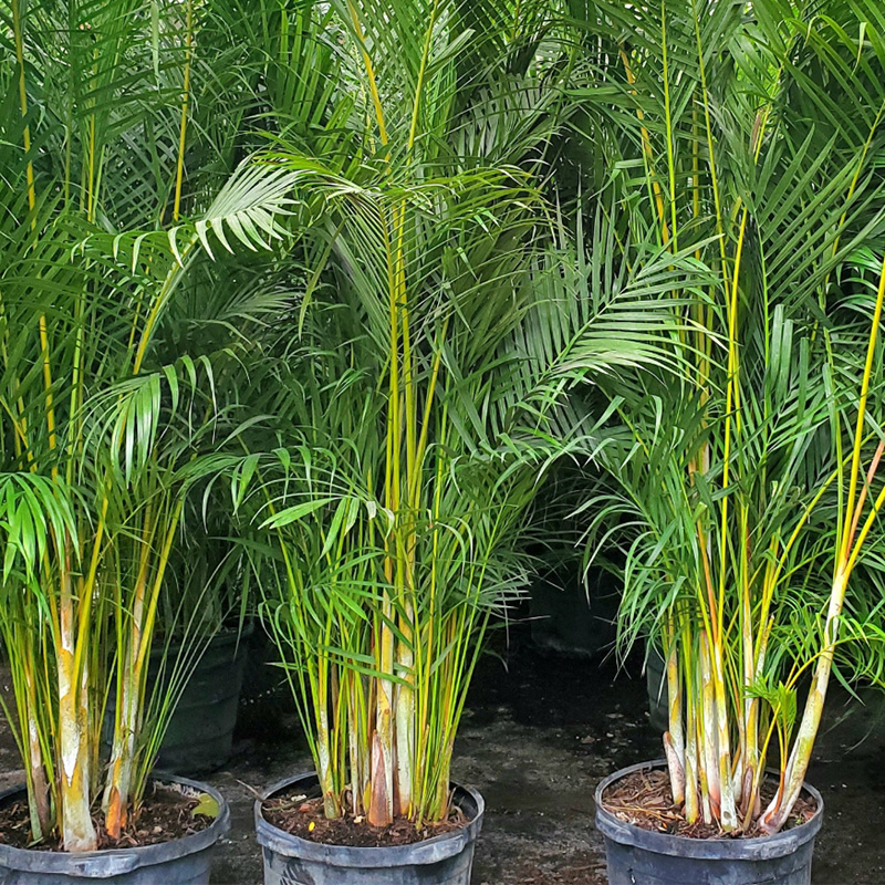 Areca palm