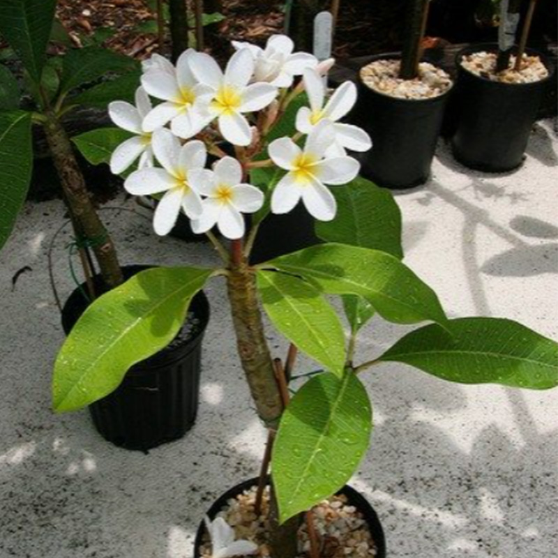 Arrowhead Plumeria