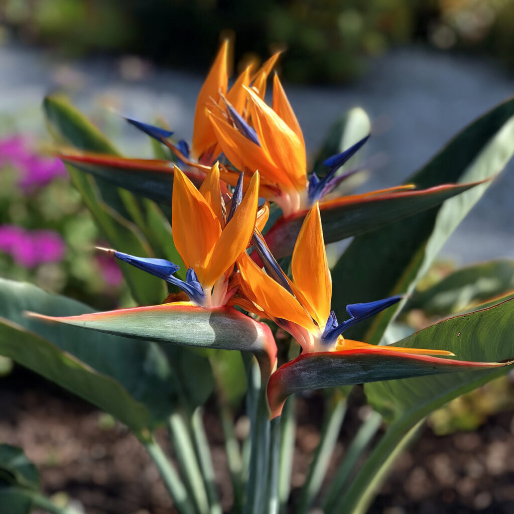 Bird of Paradise