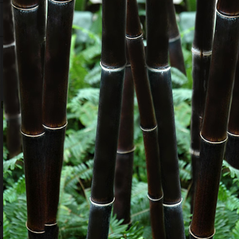 Black Bamboo