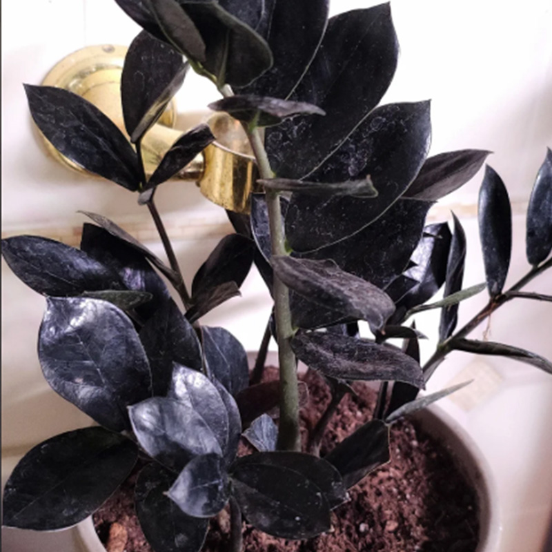 Black ZZ Plant