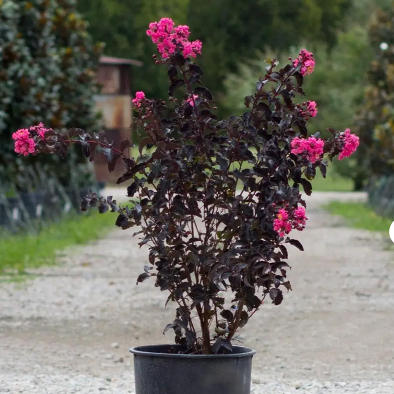 Black Crape Myrtle