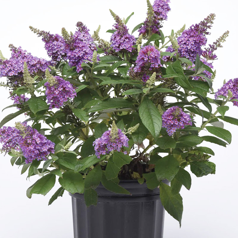 Blue Butterfly Bush