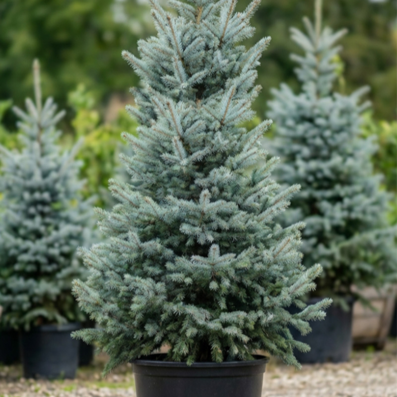 Blue Pine