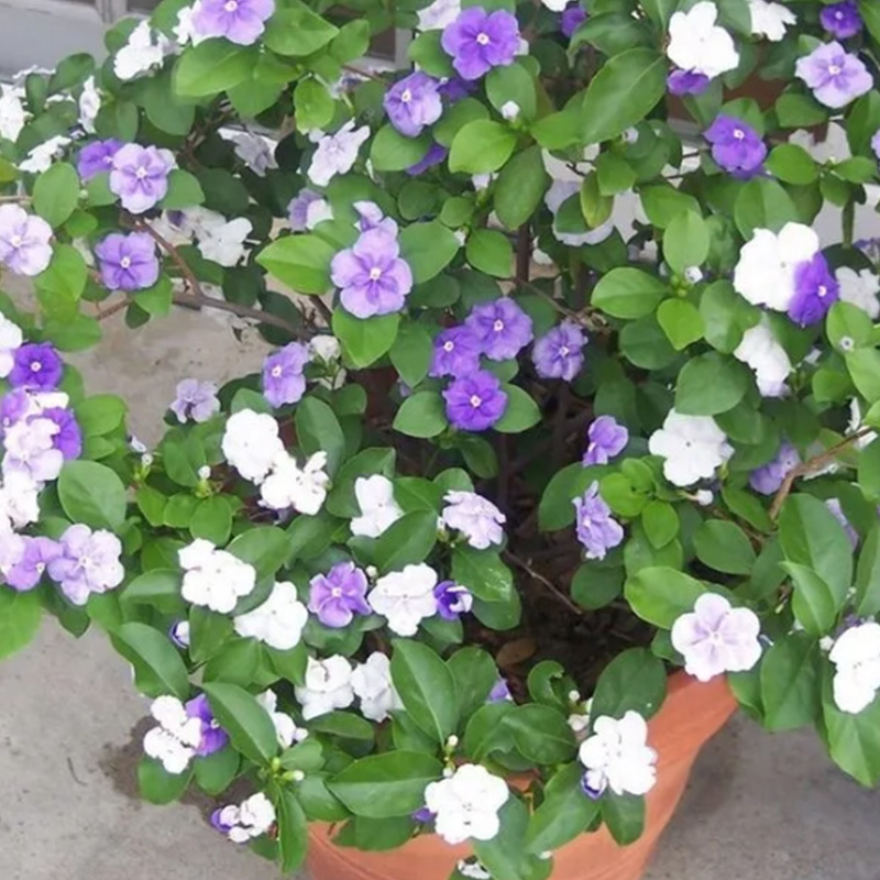 Brunfelsia