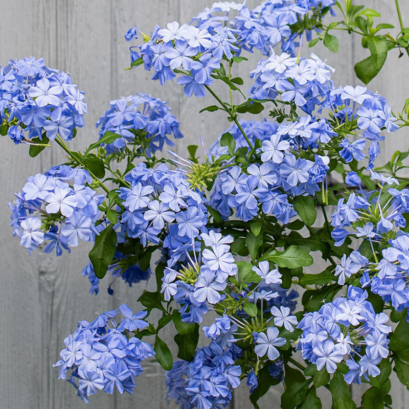 Cape Leadwort