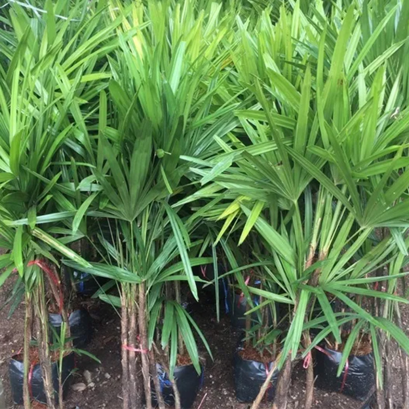 Chiang Mai Palm