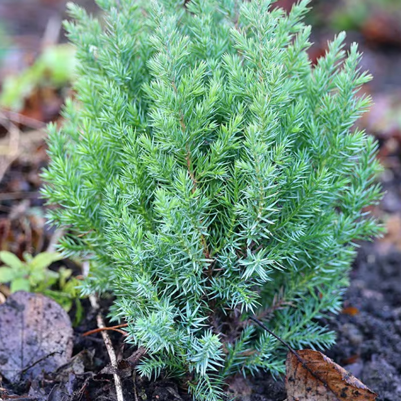 Chinese Juniper