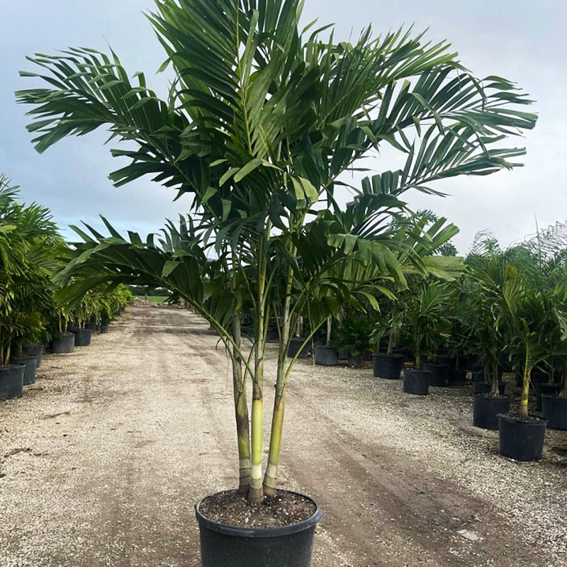 Christmas Palm