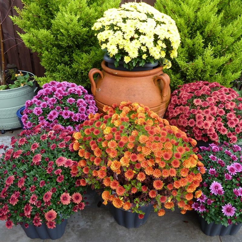 Chrysanthemum