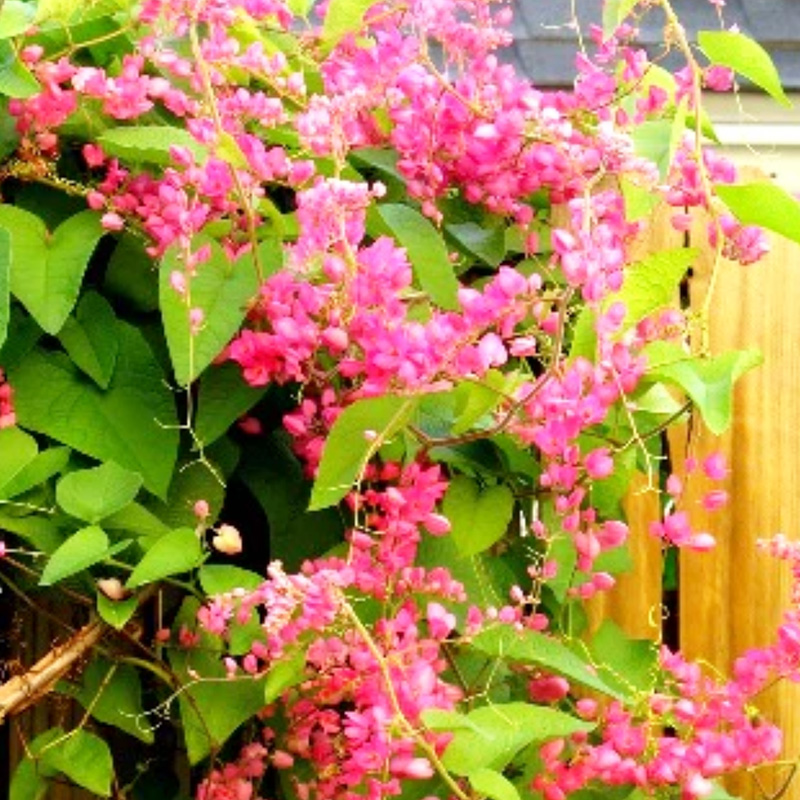 Coral Vine