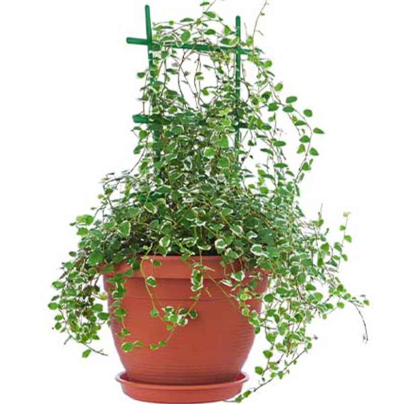 Creeping Fig