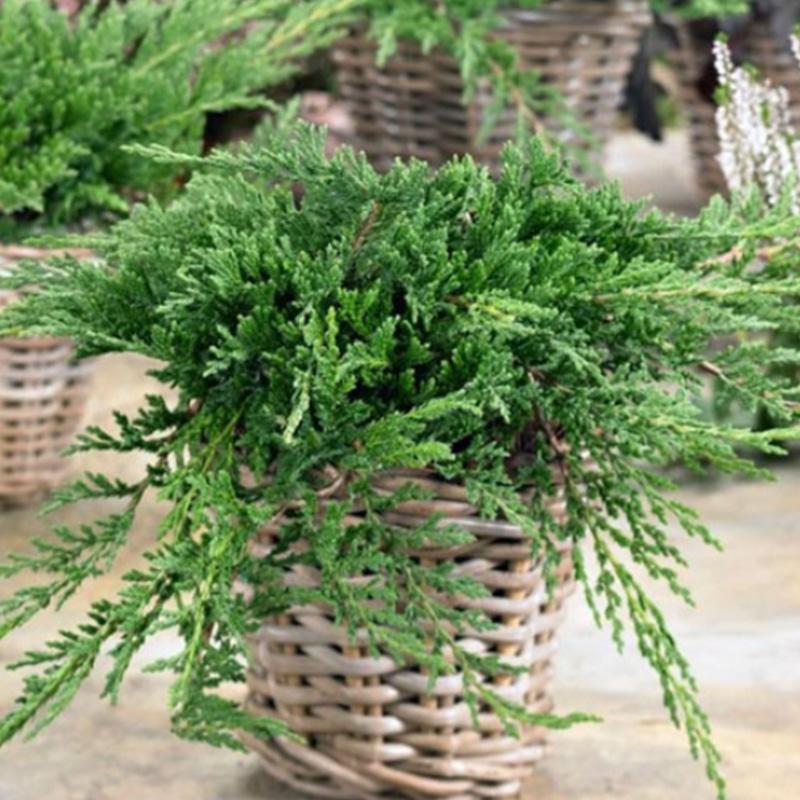 Creeping Juniper