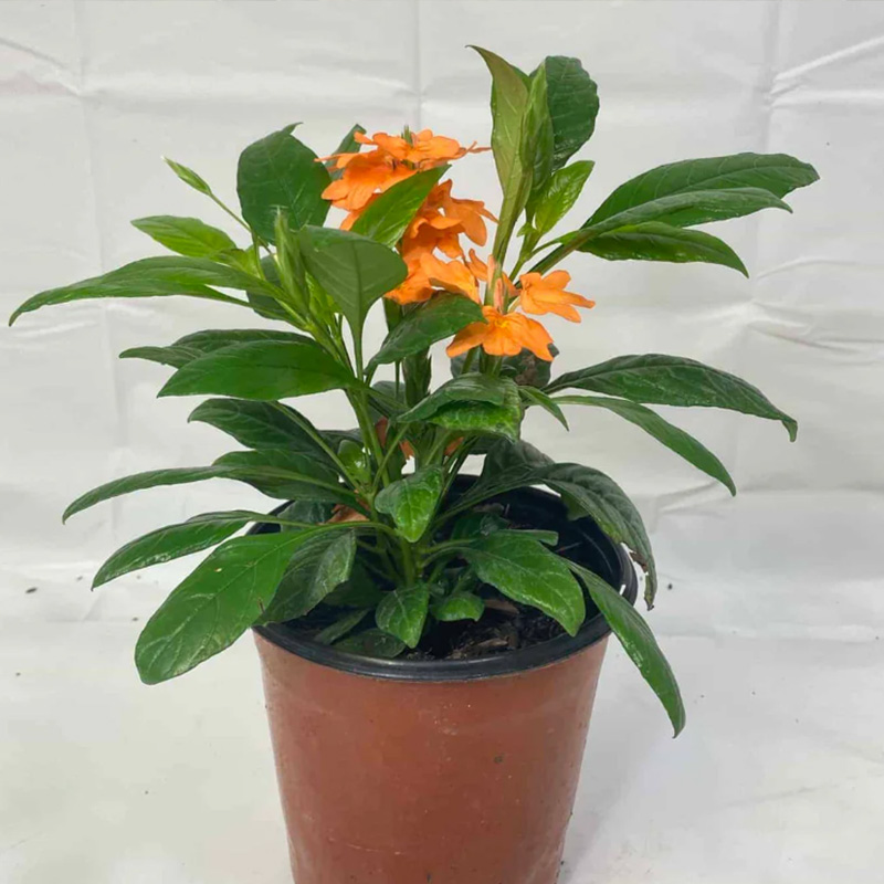 Crossandra
