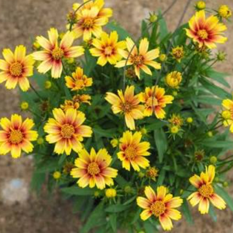 Daisy Moonflower