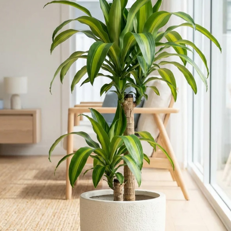Dracaena