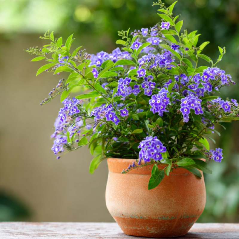 Duranta