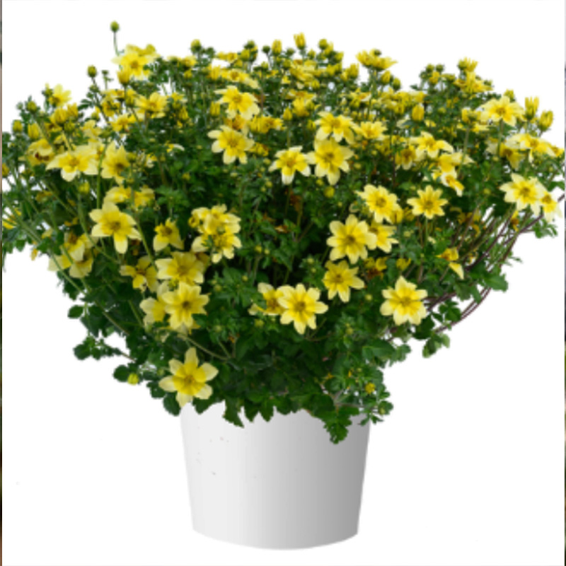 Dwarf Bidens
