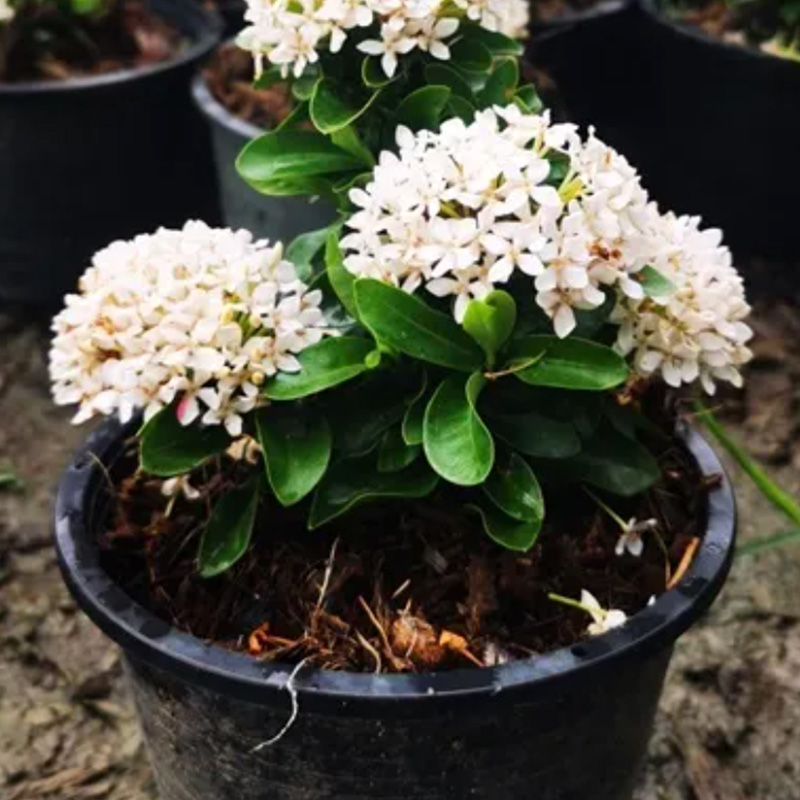 The dwarf egg-colored Ixora