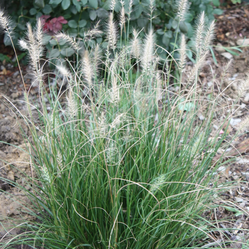 Dwarf Fountain Grass