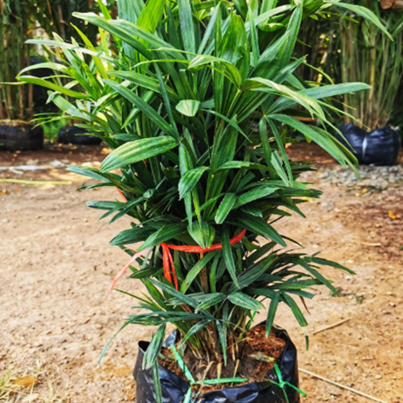 Dwarf Lady Palm
