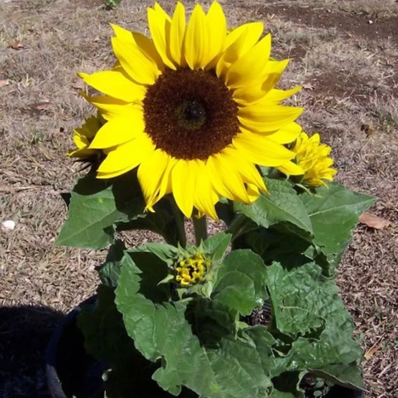 Dwarf Sunflower
