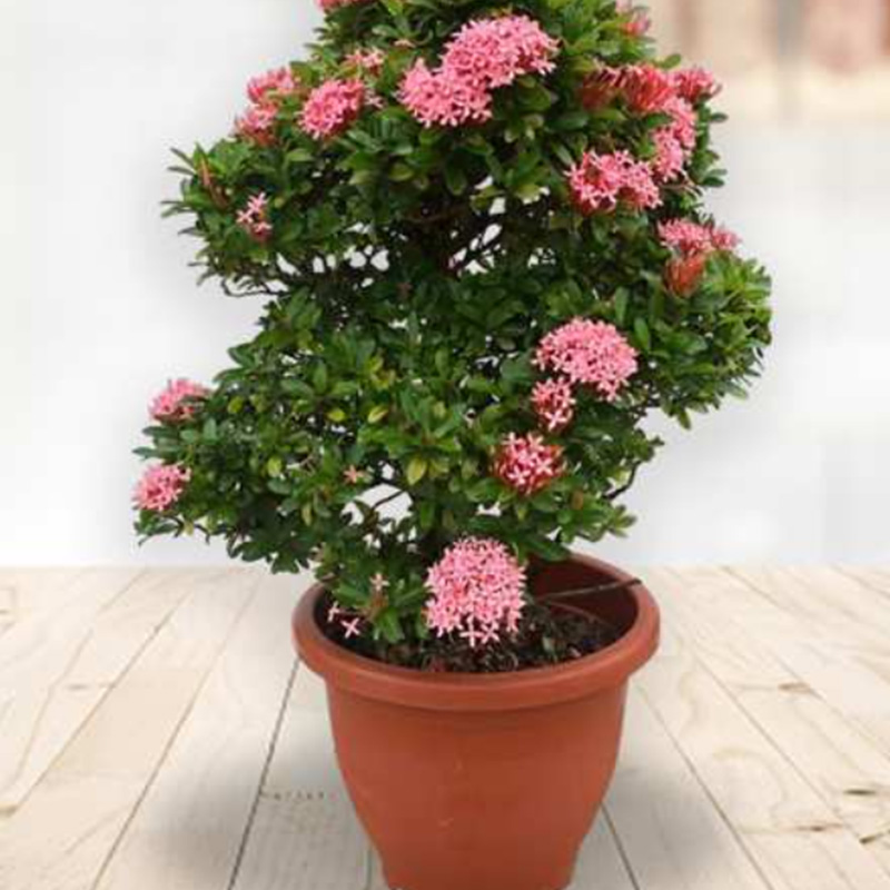 Dwarf White and Pink Ixora