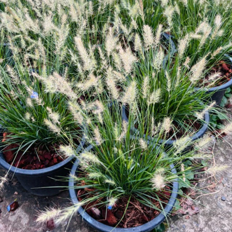 Fountain Grass