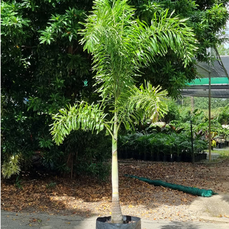 Foxtail Palm