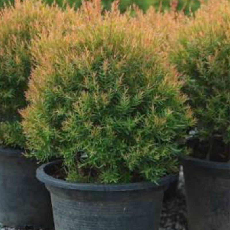 Fragrant Pine