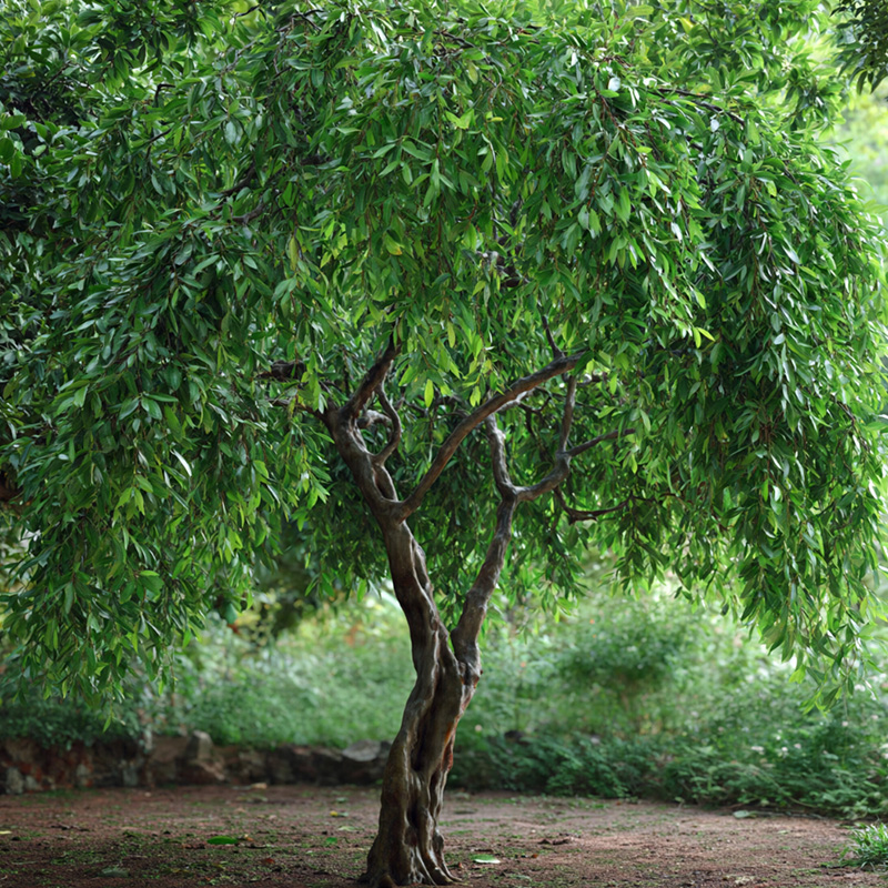 Freshwater Mangrove Tree (Carallia brachiata)