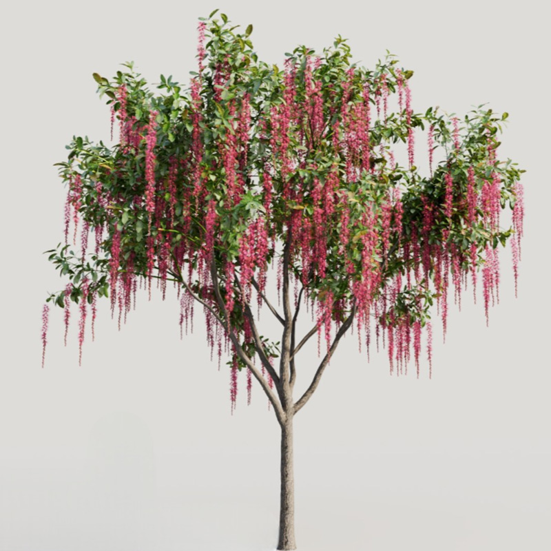 Freshwater mangrove (Barringtonia acutangula)