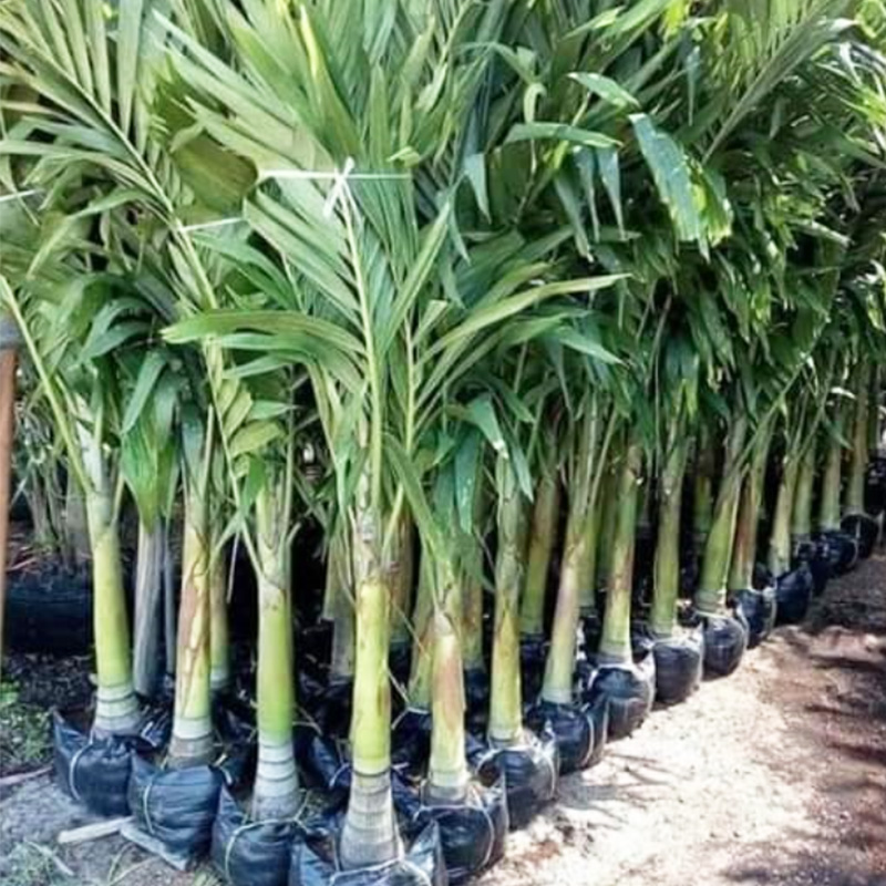 German Palm