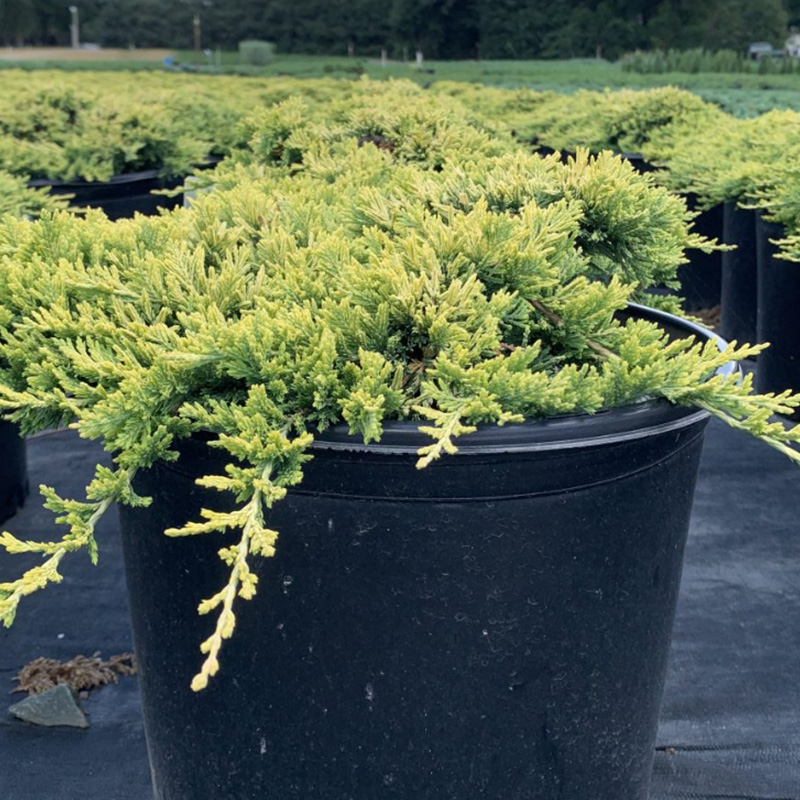 Golden Carpet Juniper