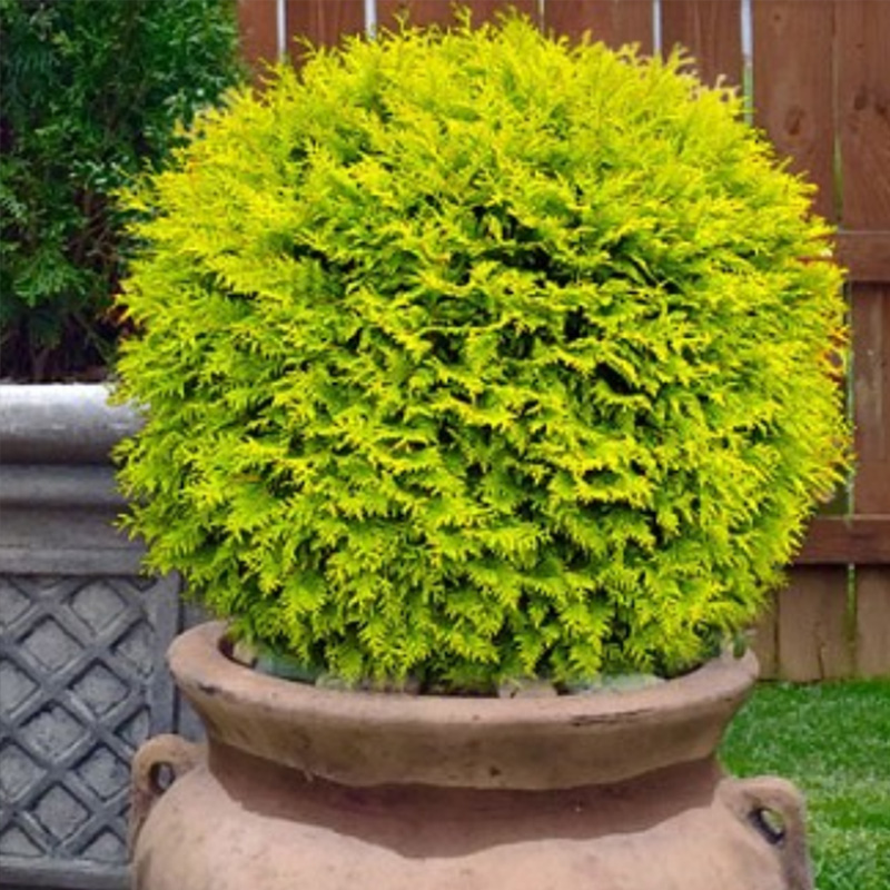 Golden Oriental Thuja