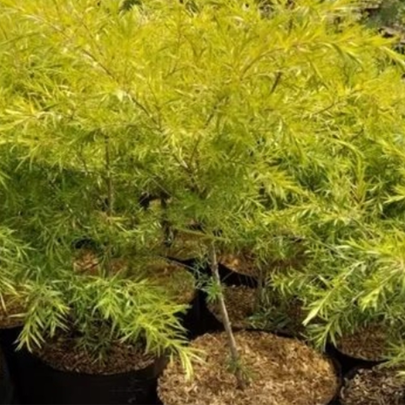 Golden Tea Tree