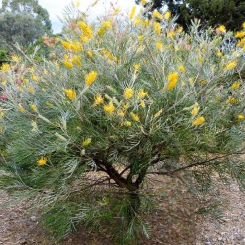 Grevillea Bush Lemon