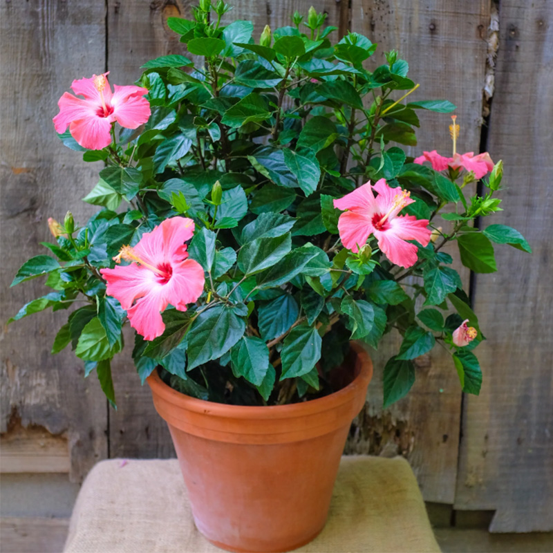 Hibiscus