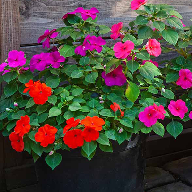 Impatiens