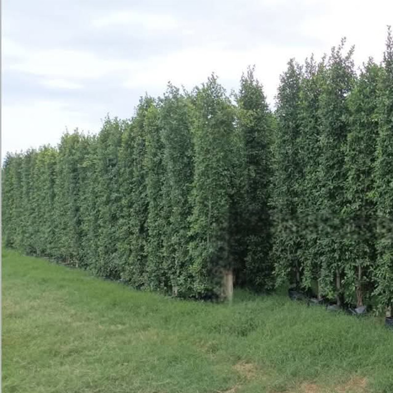 Korean Banyan - Various sizes