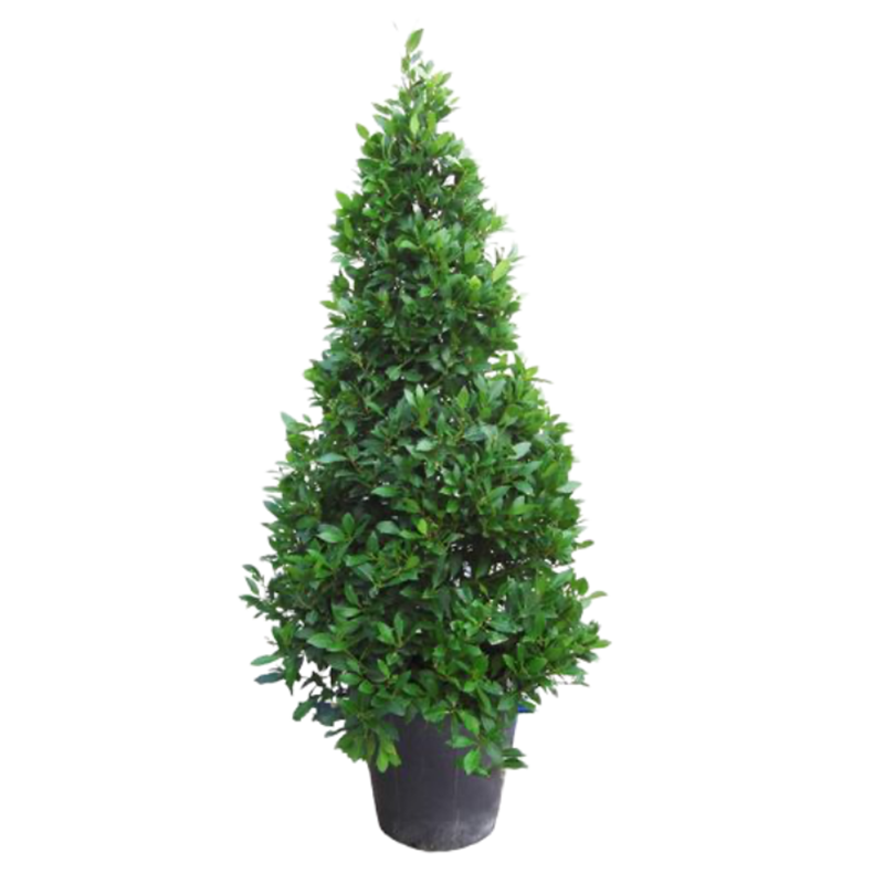 Korean Banyan - Various sizes