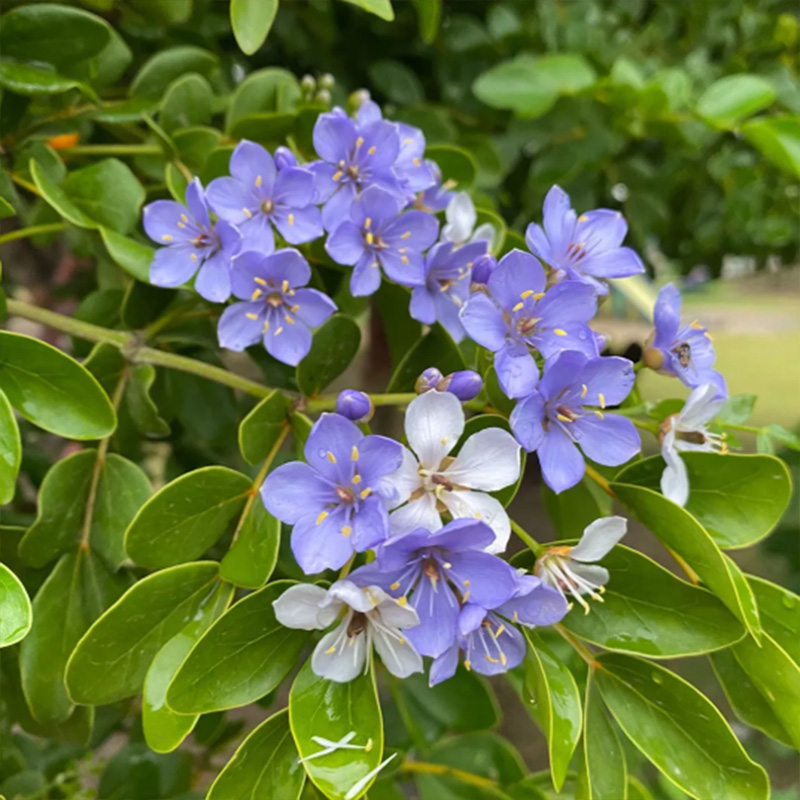 Lignum Vitae
