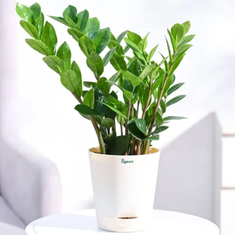 Lucky Money Plant