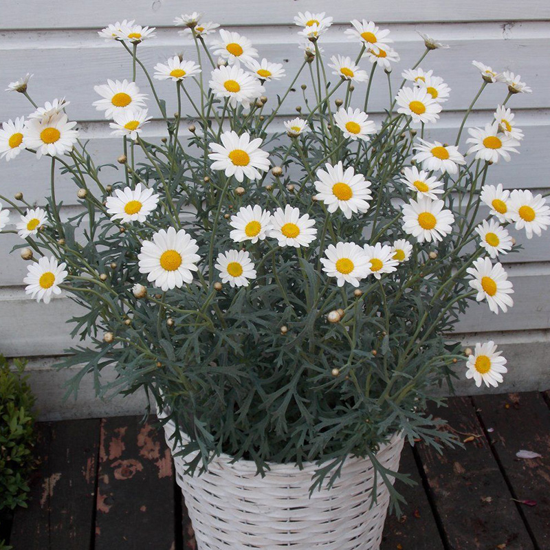 Marguerite Daisy